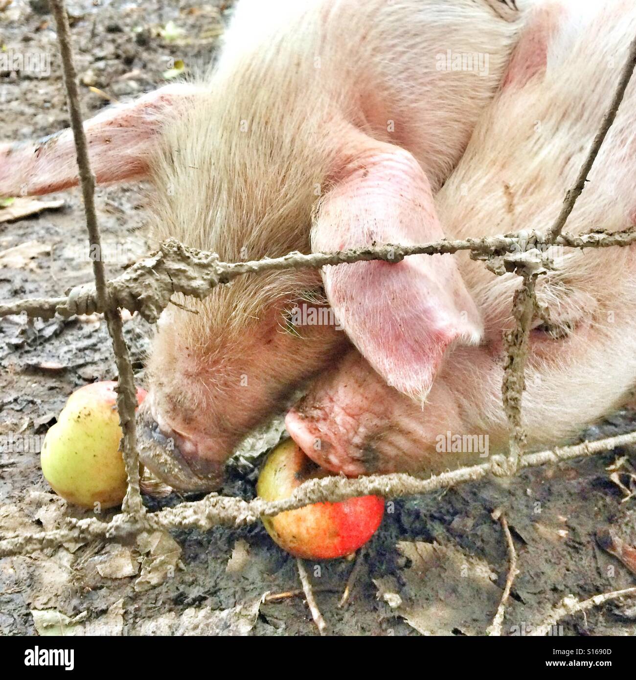 Schweine essen Äpfel Stockfoto