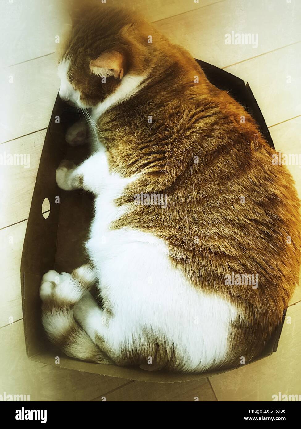 Übergewichtige Katze im Karton Box top Stockfoto