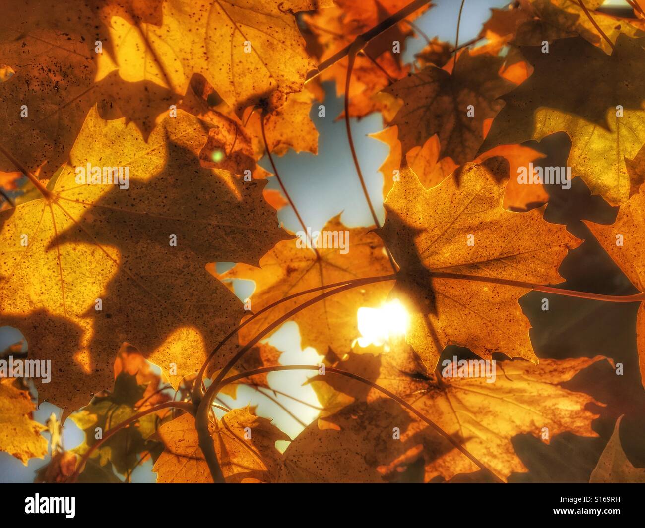Muster in der Natur - Ahorn Blätter gegen einer untergehenden Sonne im Herbst - Smartphone-aufgenommenes Stockfoto