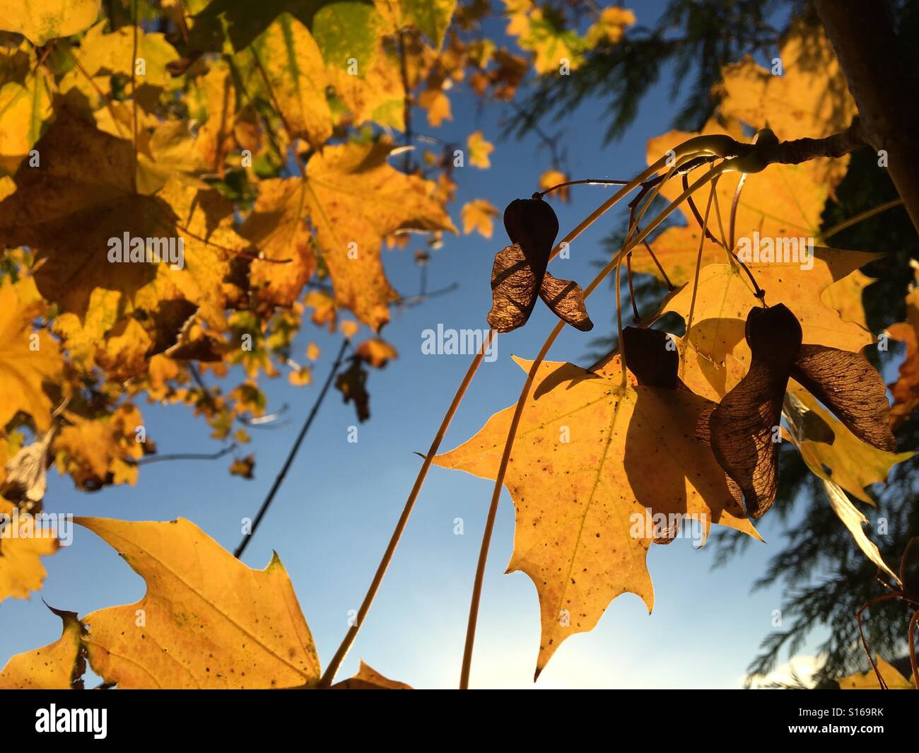 Muster in der Natur - goldene Blätter und geflügelten Samen ein Ahornbaum in warmen Nachmittag Licht im Herbst Stockfoto