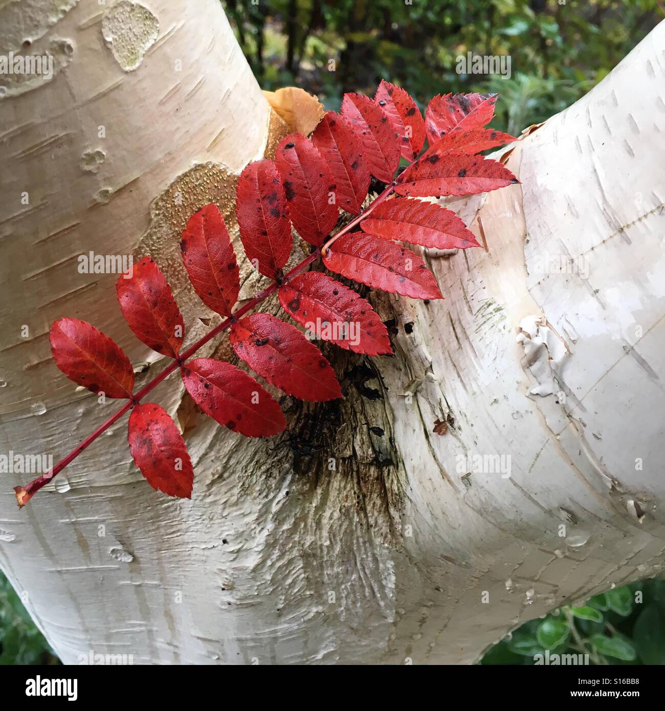 Herbstliche Kontraste Stockfoto