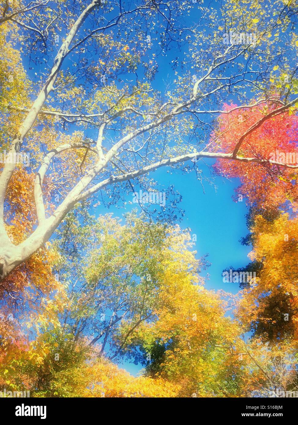 Herbstfarben im Nordosten der USA - Smartphone-aufgenommenes Stockfoto