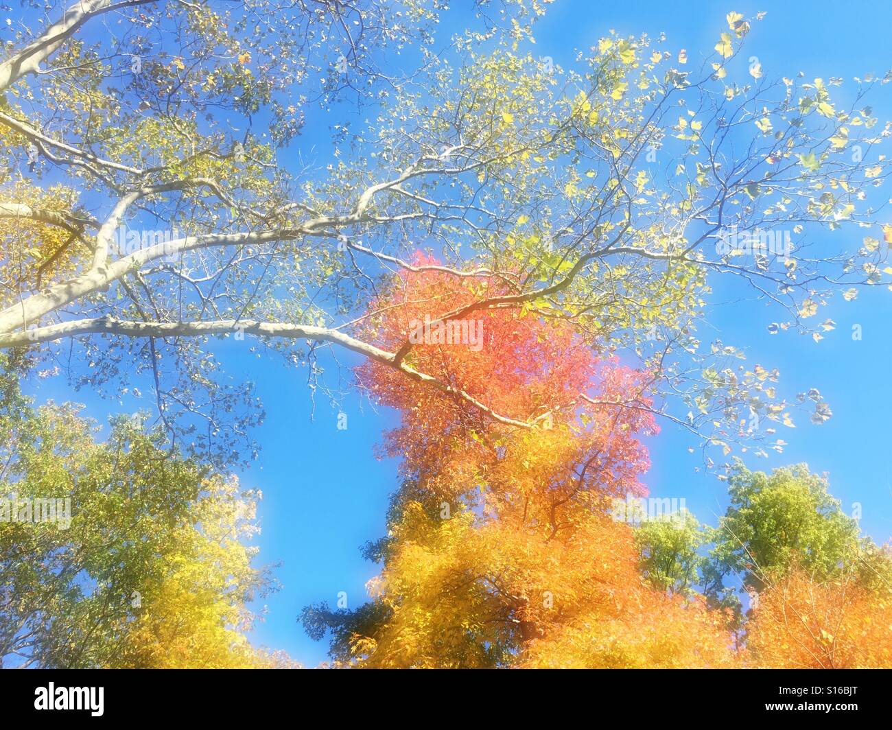 Herbstfarben im Nordosten der USA - Smartphone-aufgenommenes Stockfoto