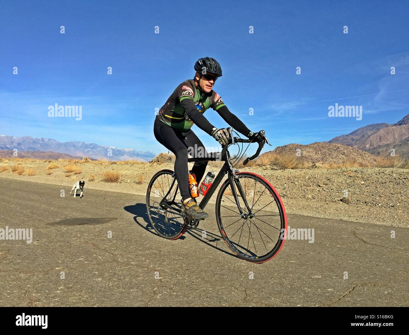 Hund Jagd Road biker Stockfoto