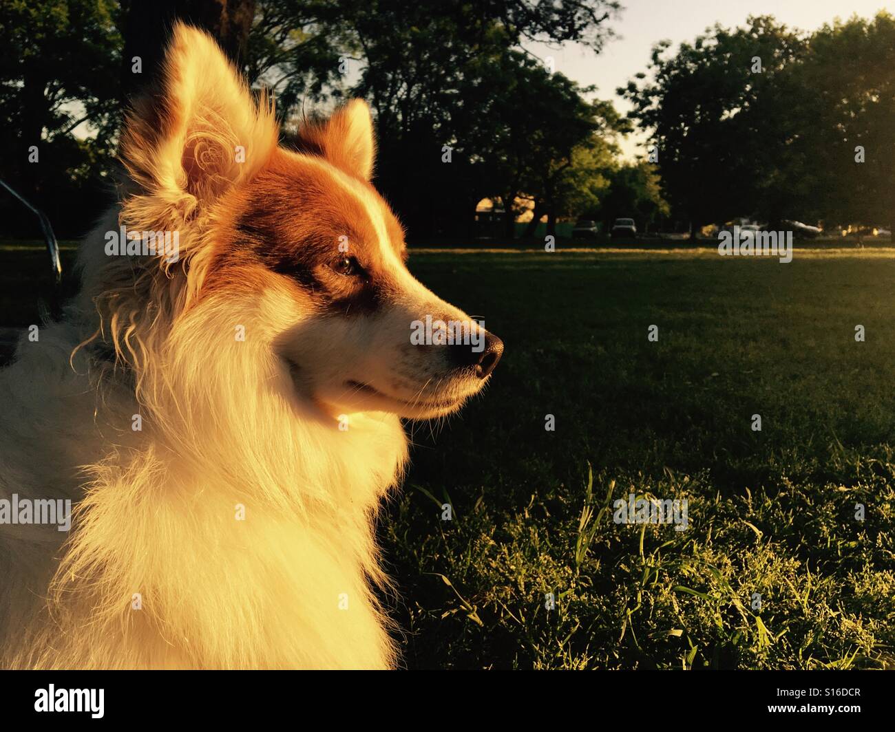 Blick auf den Horizont Hund - Smartphone-aufgenommenes Stockfoto