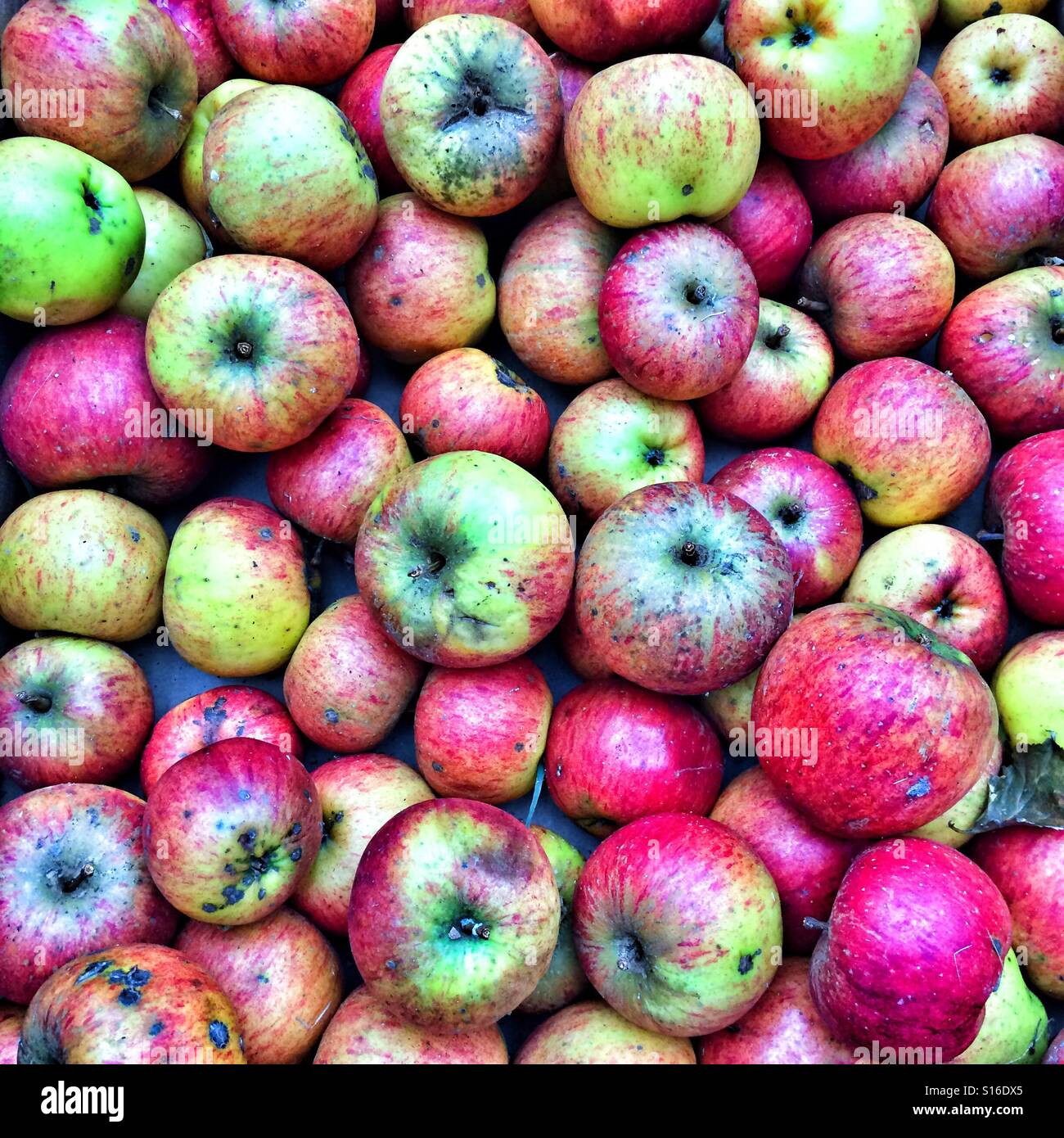 Bio homegrown-Äpfel, Hampshire, England, Vereinigtes Königreich. - Smartphone-aufgenommenes Stockfoto