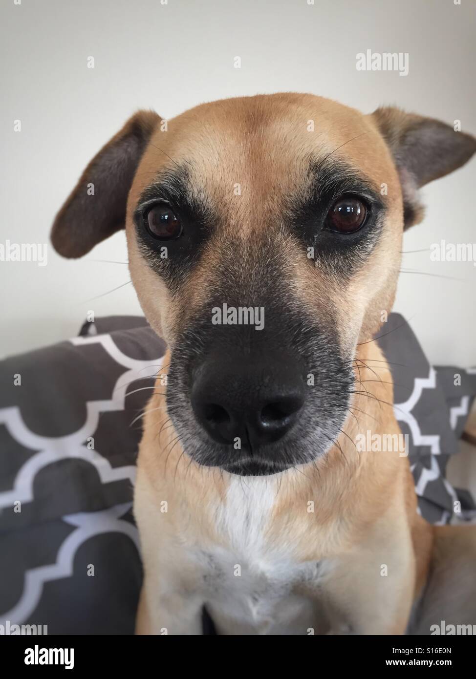 Gelber Hund starrte auf Kamera Stockfoto