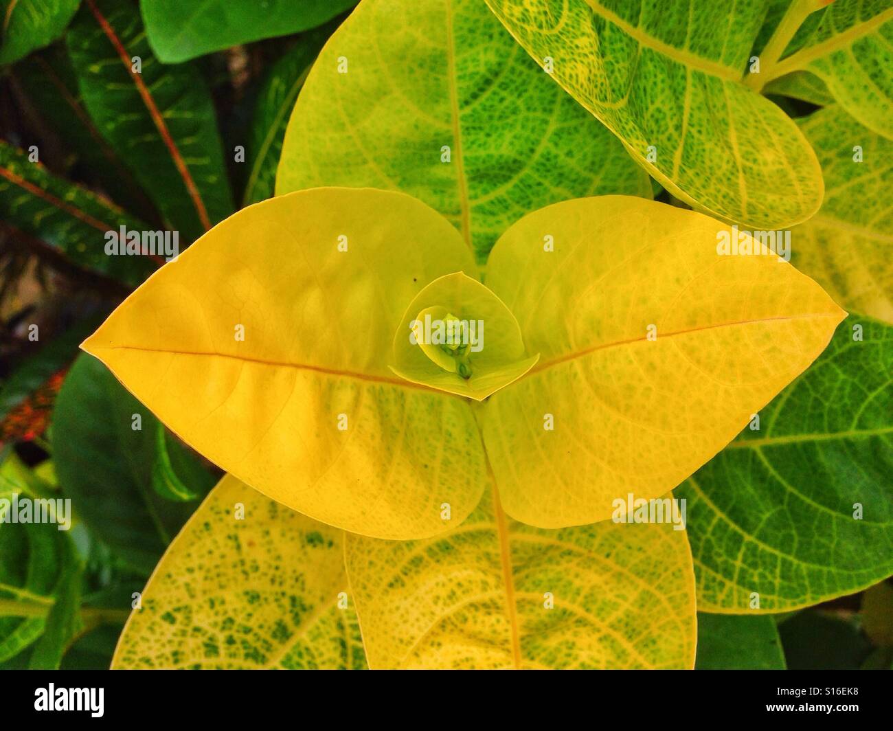 Gelbe und grüne Croton-Pflanze Blätter im Garten 🍂 Stockfoto