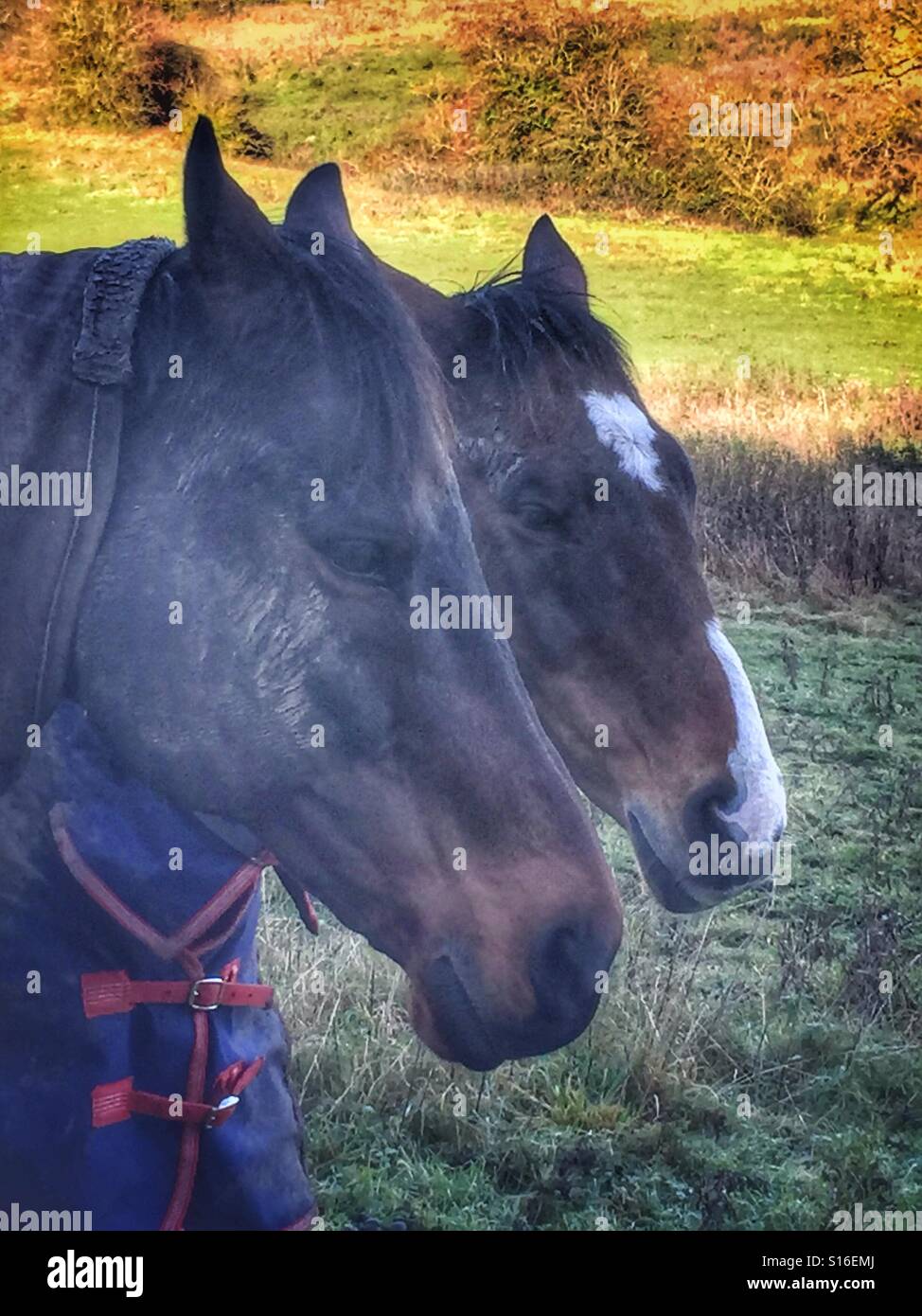 Pferd Decke Stockfotos Und Bilder Kaufen Alamy