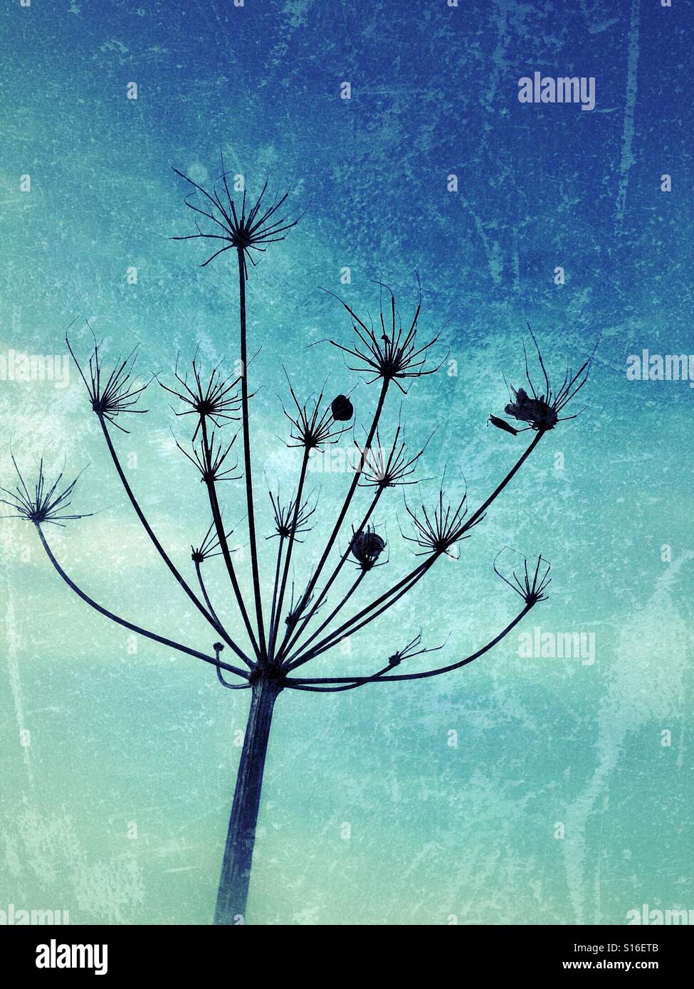 Stängelpflanzen Seedhead vor einem frostigen, blauer Hintergrund Stockfoto