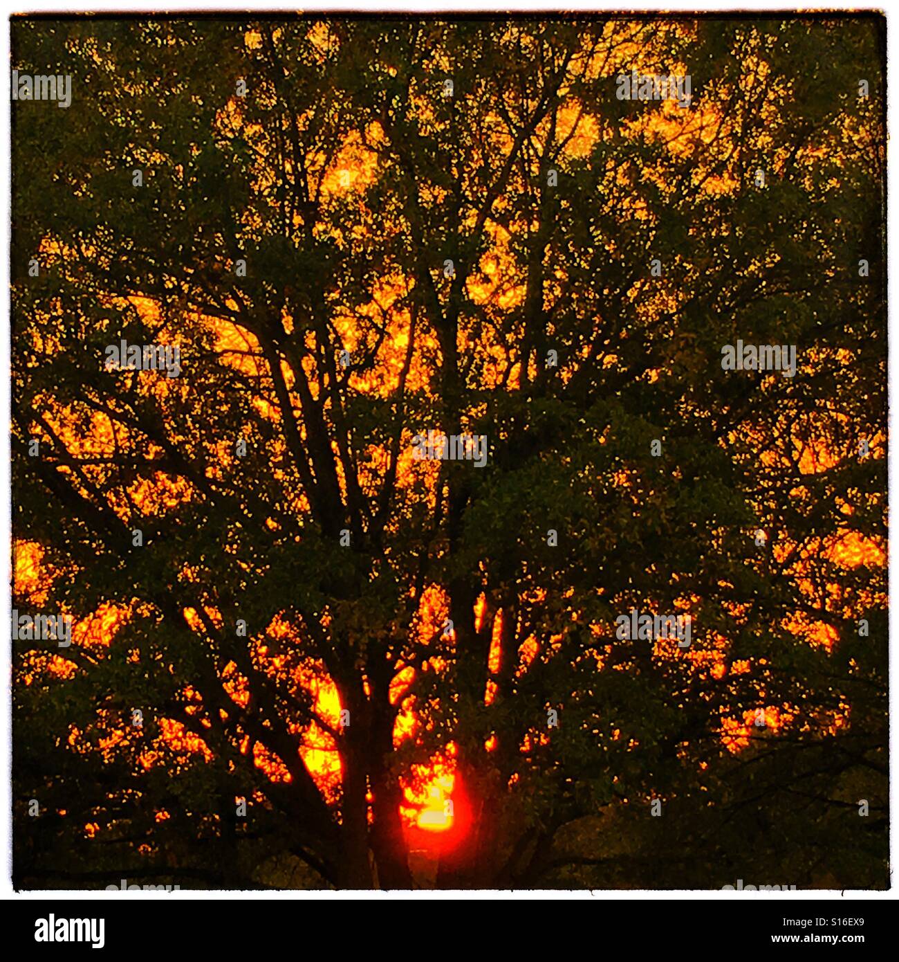 Untergehenden Sonne durch die Bäume Stockfoto