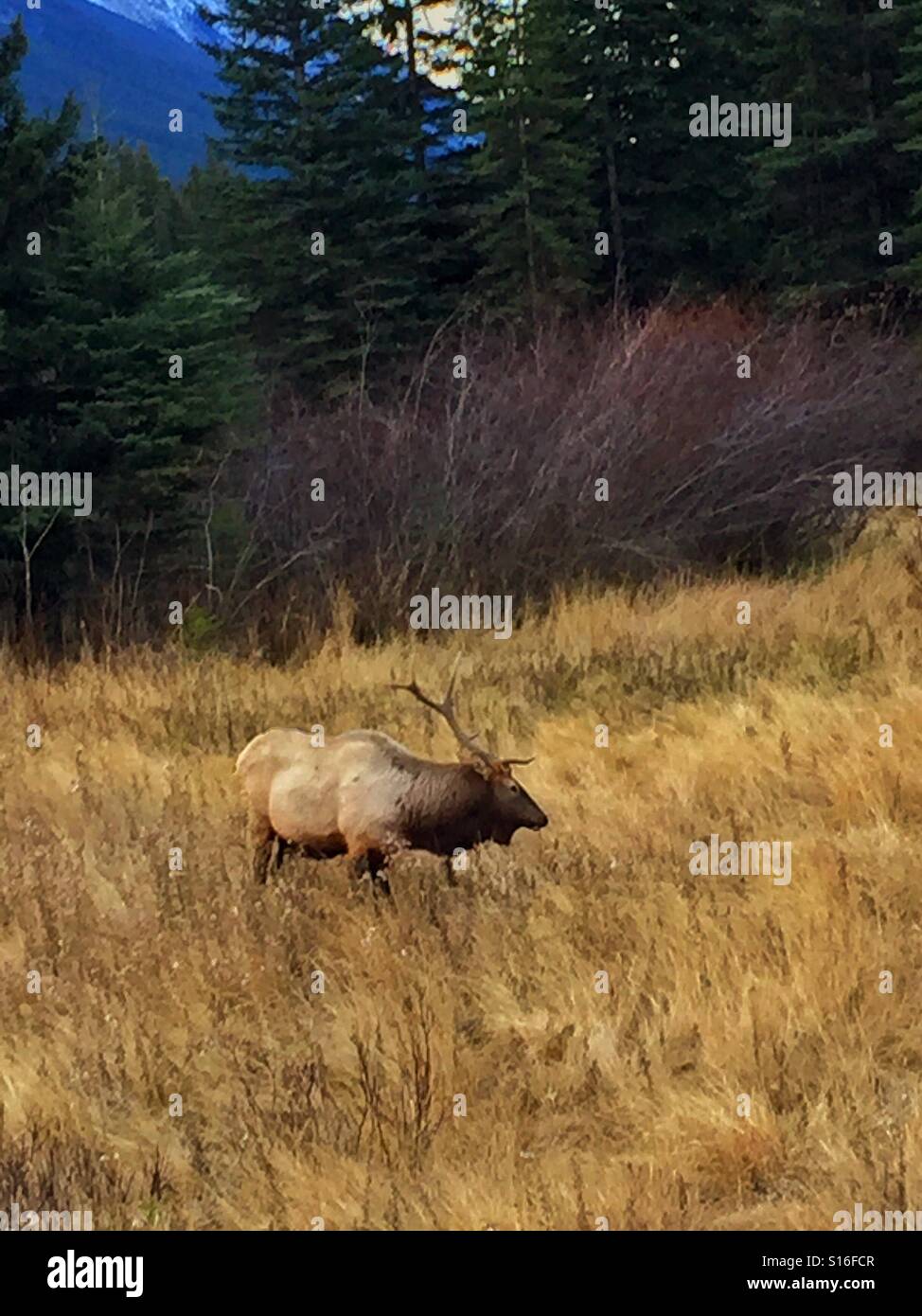 Stier Elch mit einem Geweih - Smartphone-aufgenommenes Stockfoto