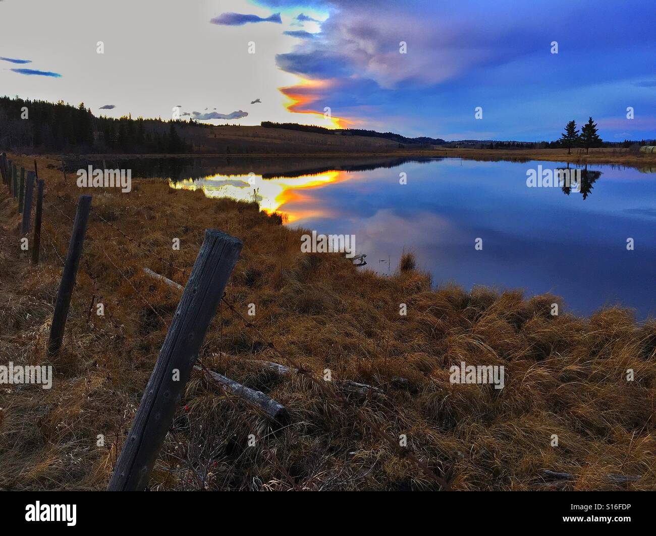 Kleinen Teich bei Sonnenuntergang mit zwei evergreens Stockfoto