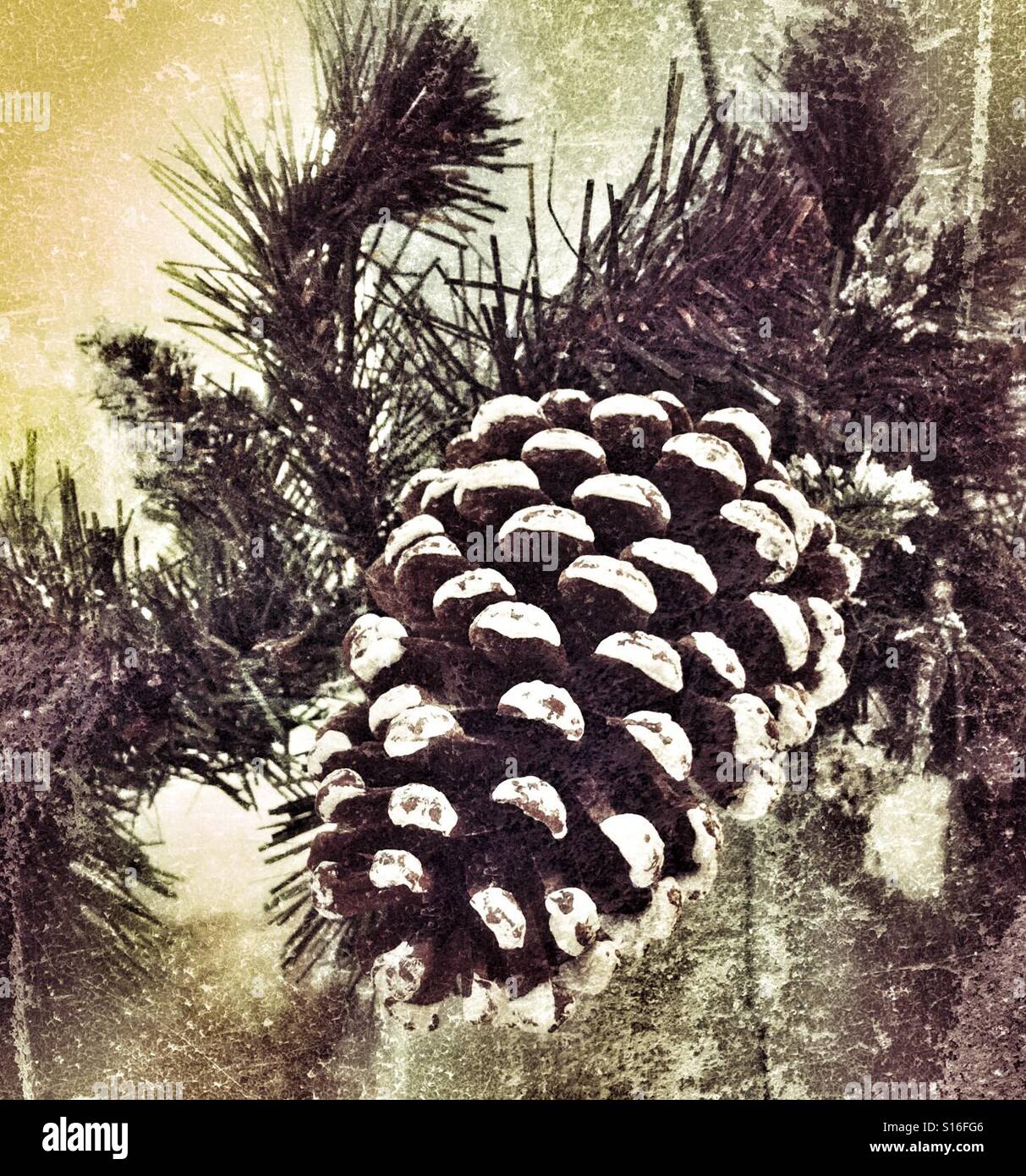 Einzigen Kiefer Kegel Dekoration mit Schnee Stockfoto