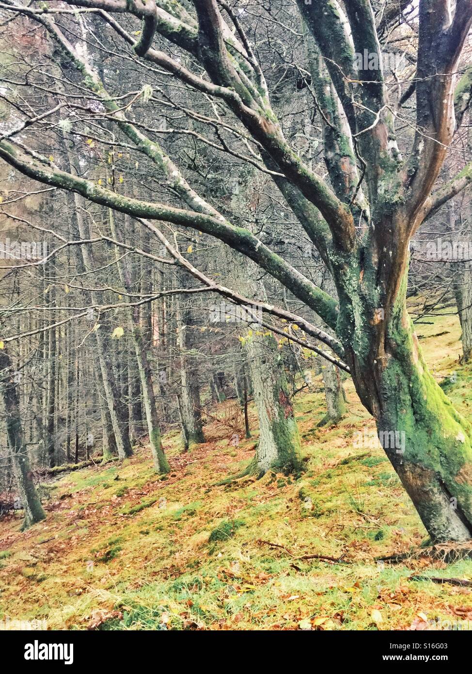 Herbst / Winter Holz Szene Stockfoto
