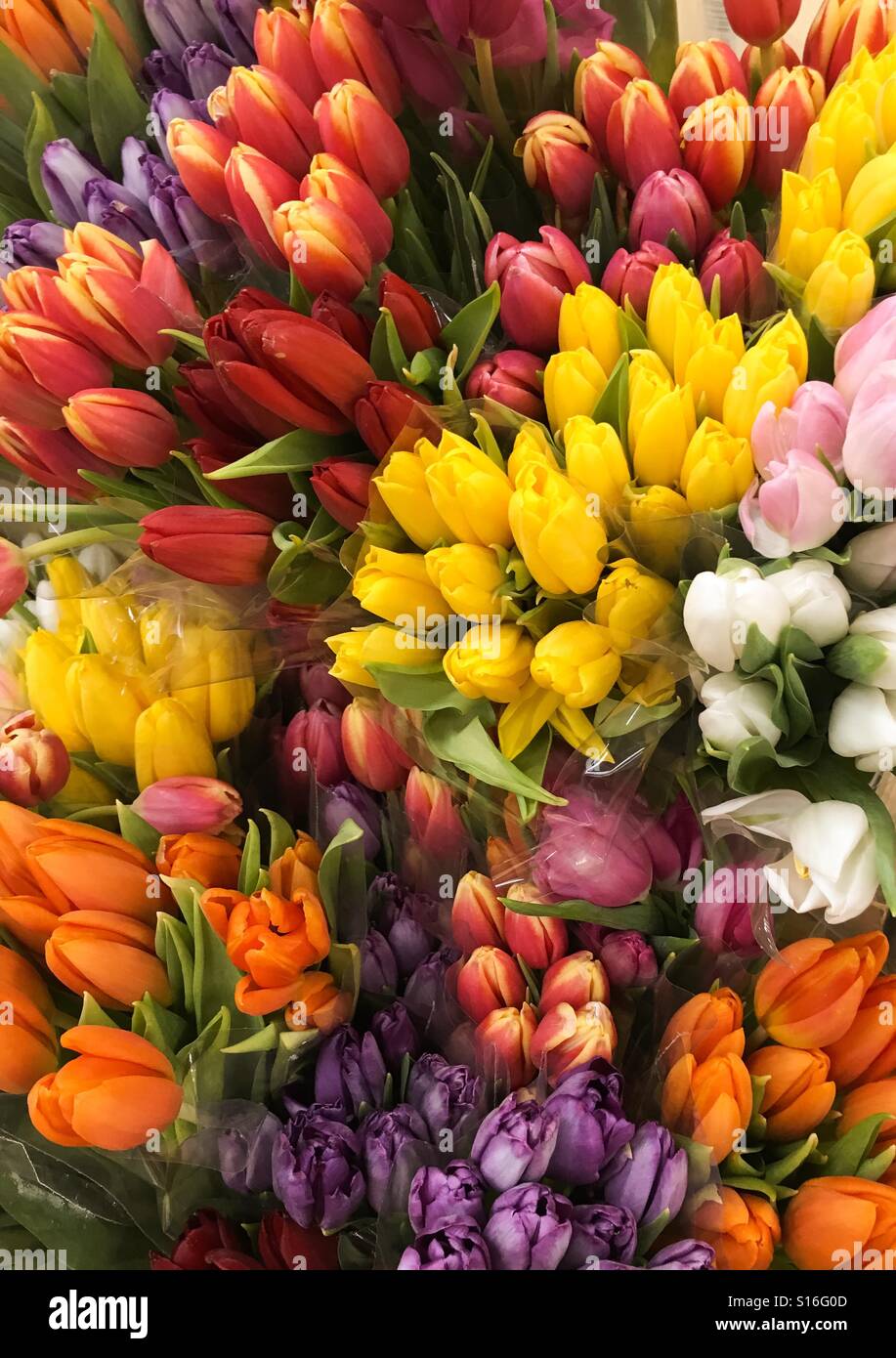 Tulpen - Smartphone-aufgenommenes Stockfoto
