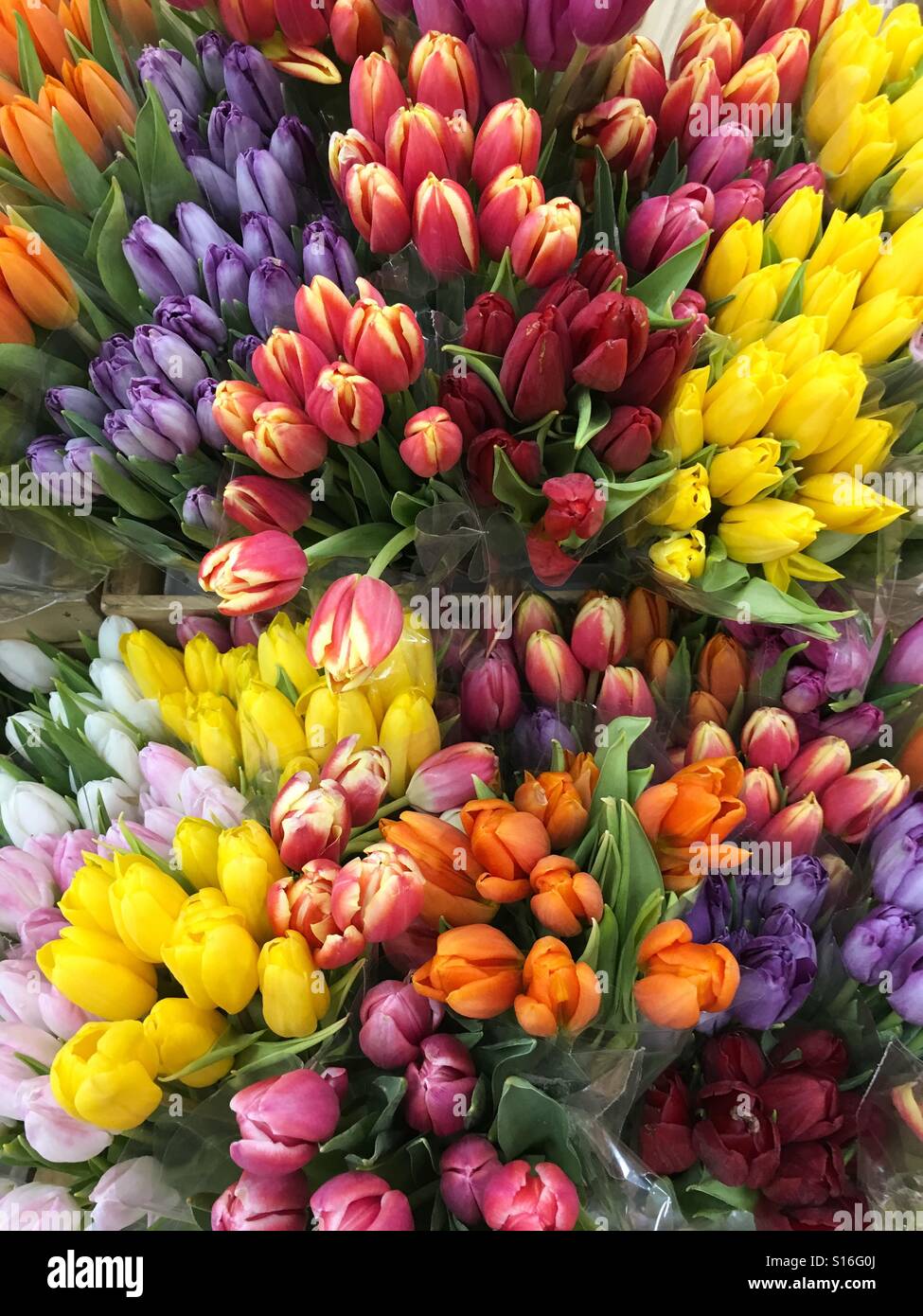 Tulpen - Smartphone-aufgenommenes Stockfoto
