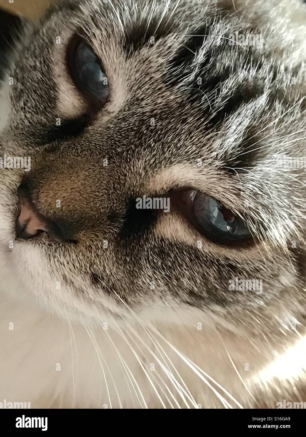 Porträt-Extreme Nahaufnahme auf Gesicht der blauäugige Siam Schneeschuh-Katze Stockfoto