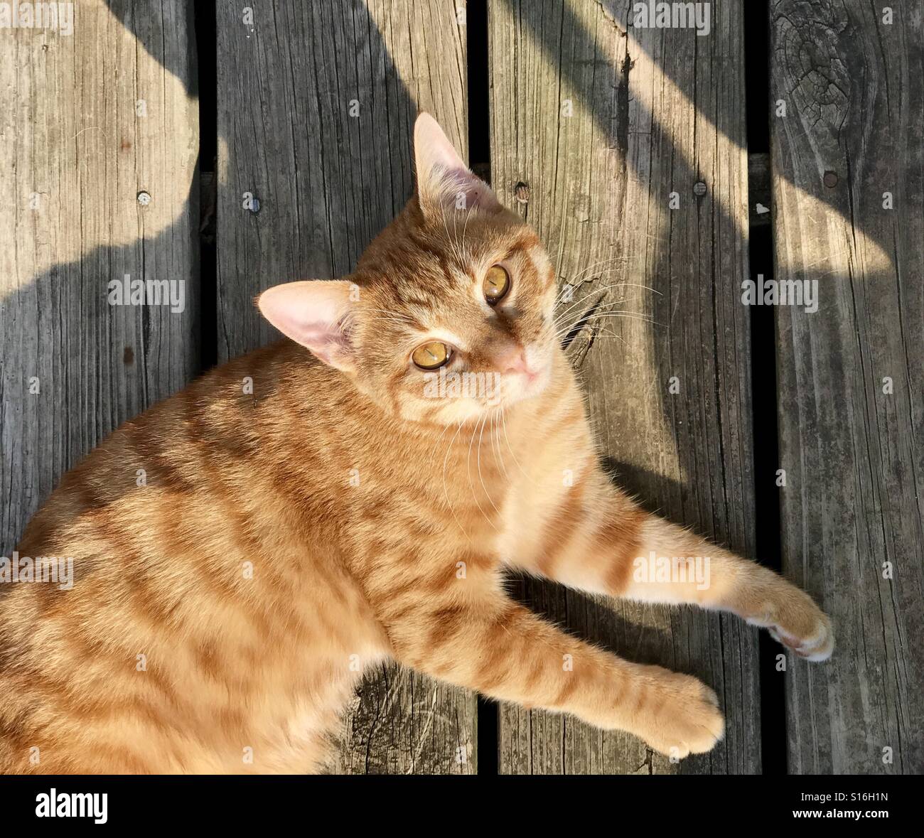 Orange oder Ingwer Tabby Katze mit Kupfer Augen und mit warmen Fuzzies entspannen im Freien bei Sonnenschein auf hölzerne Terrasse oder patio Stockfoto