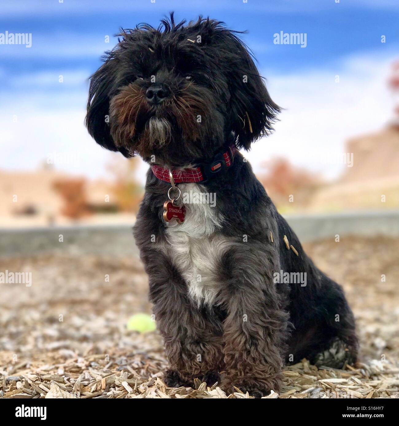 Hunde von Instagram, Flüstern, die gerade des Briefträgers Stockfoto