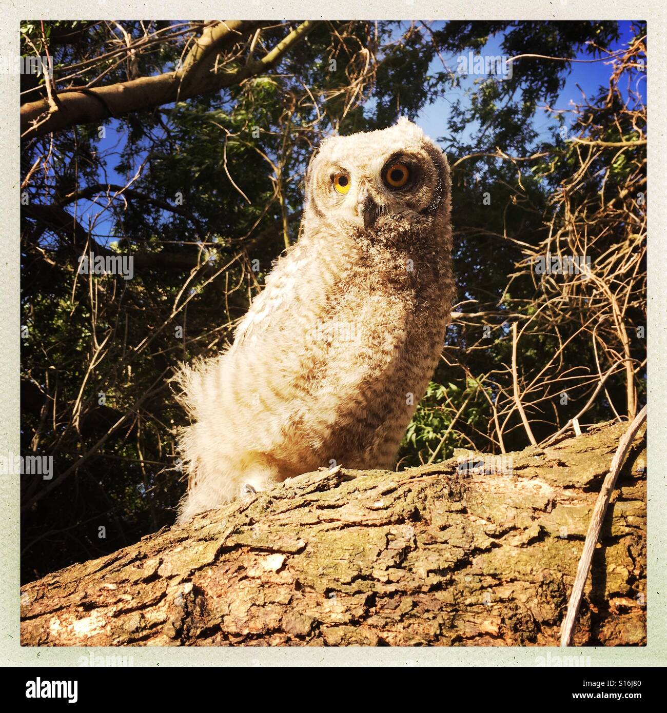 Uhu Küken bereit für den Erstflug Stockfoto