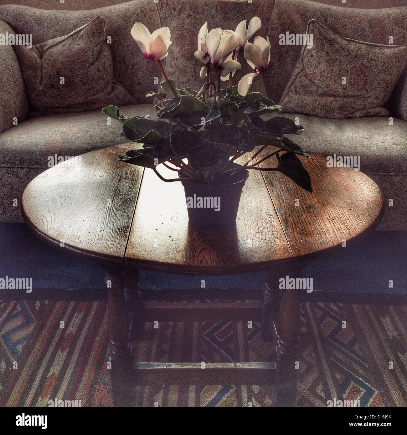 Haus innen. Wohnzimmer. Sofa und Beistelltisch mit einer Alpenveilchen Pflanze, Gegenlicht Stockfoto