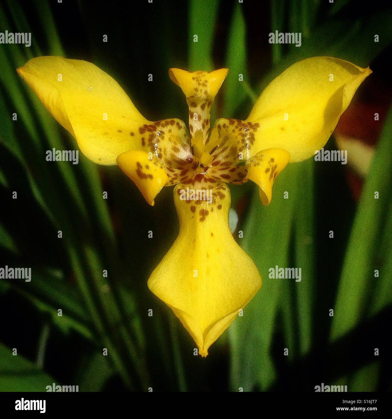 Eine Orchidee mit dem Kopf eines Jaguars in Halbinsel Yucatan, Mexiko - Smartphone-aufgenommenes Stockfoto