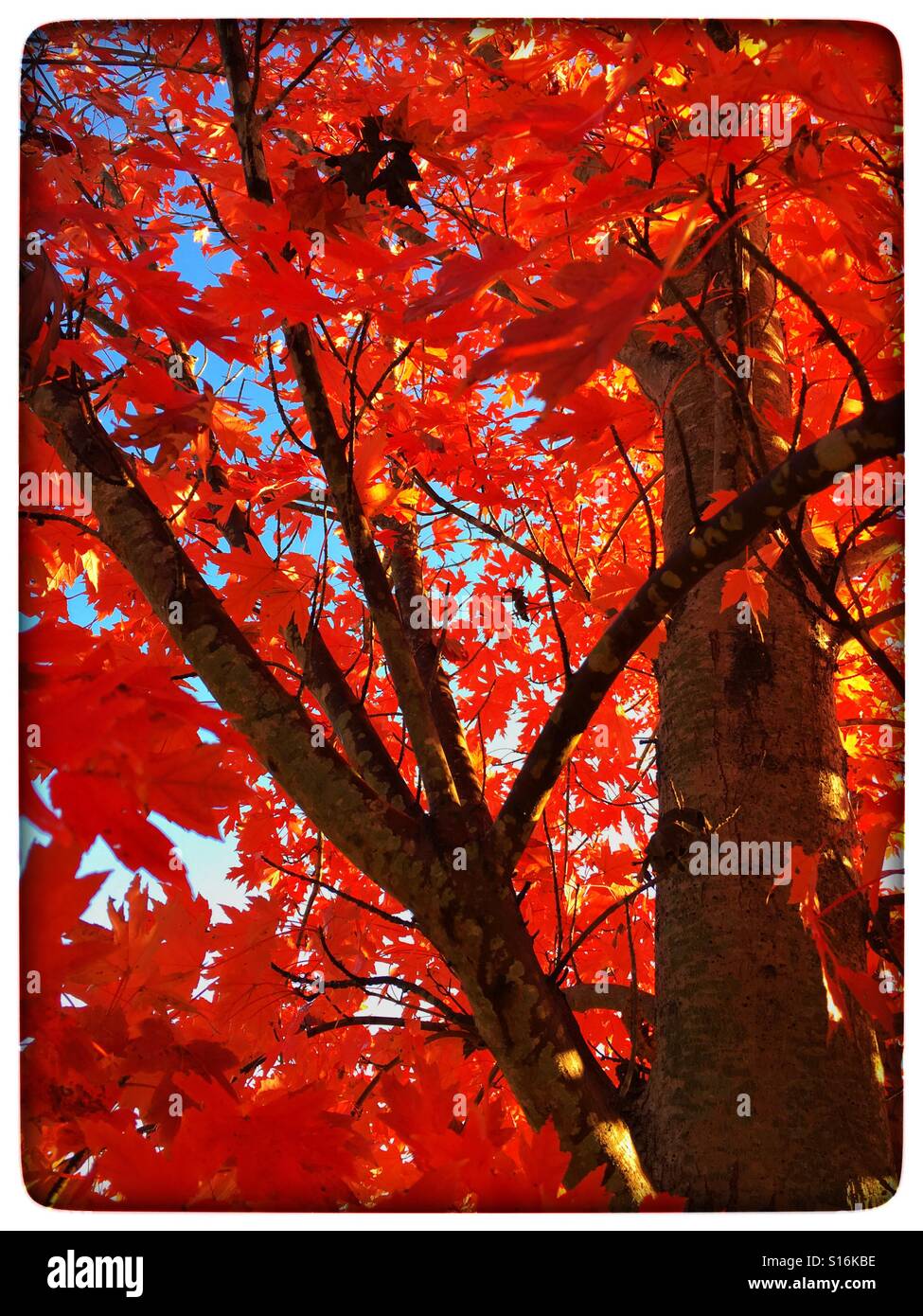 Orange Herbstlaub auf Baum Stockfoto