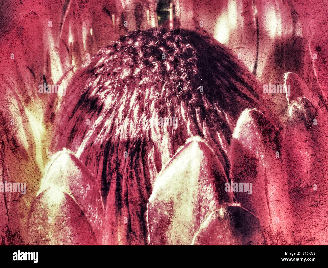 Das Protea Blume, Nahaufnahme Stockfoto