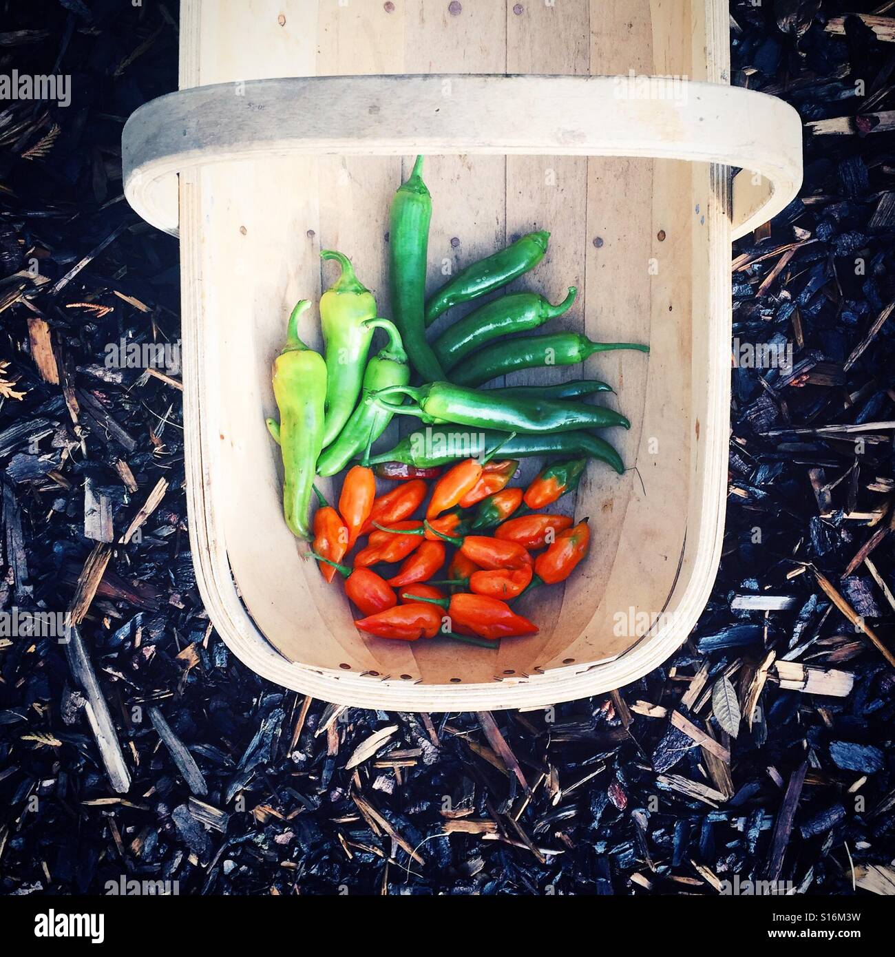 Korb mit homegrown Chilischoten Stockfoto