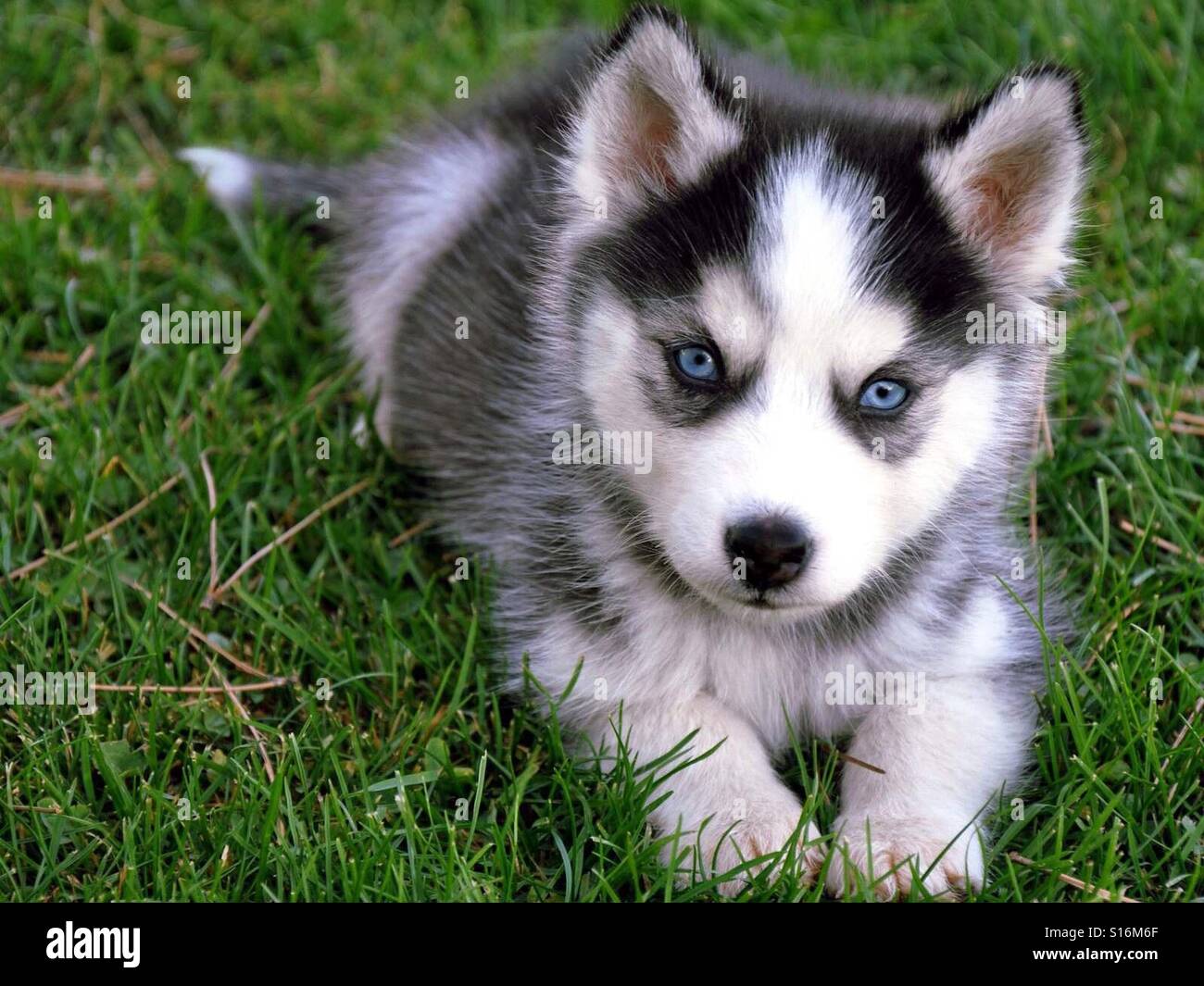 Cachorro, 4k, Husky Siberiano Stockfoto
