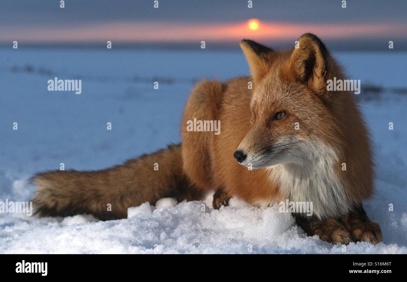 Raposa, Neve, Alaska, Usa, 4 k Fuchs, Stockfoto