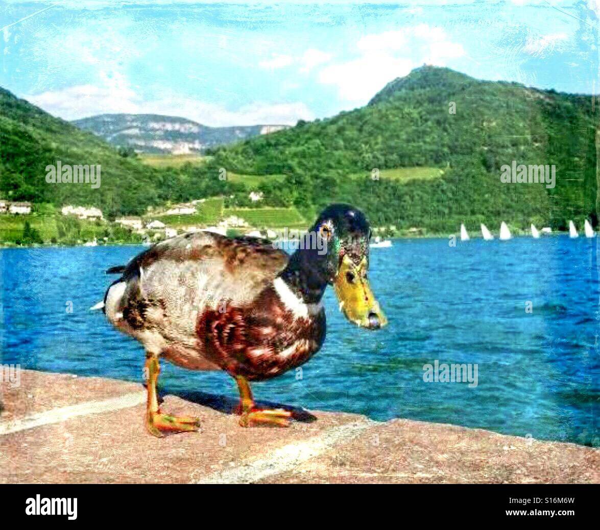 Ente aussehen, fliegen, Schwimmen, und so weiter gehen! Stockfoto