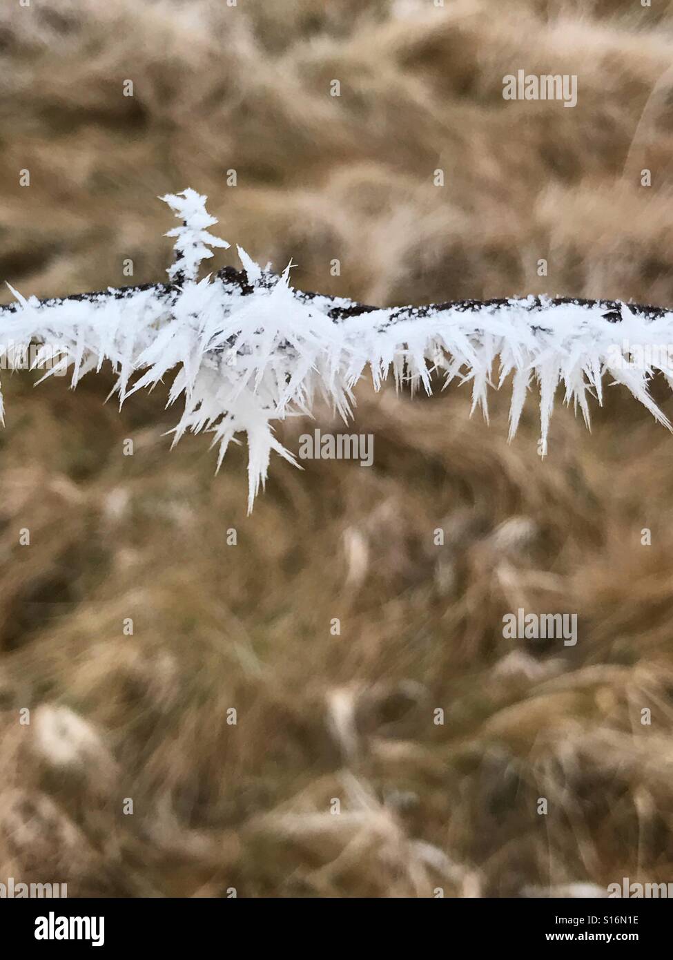 Raureif auf Stacheldraht. Stockfoto