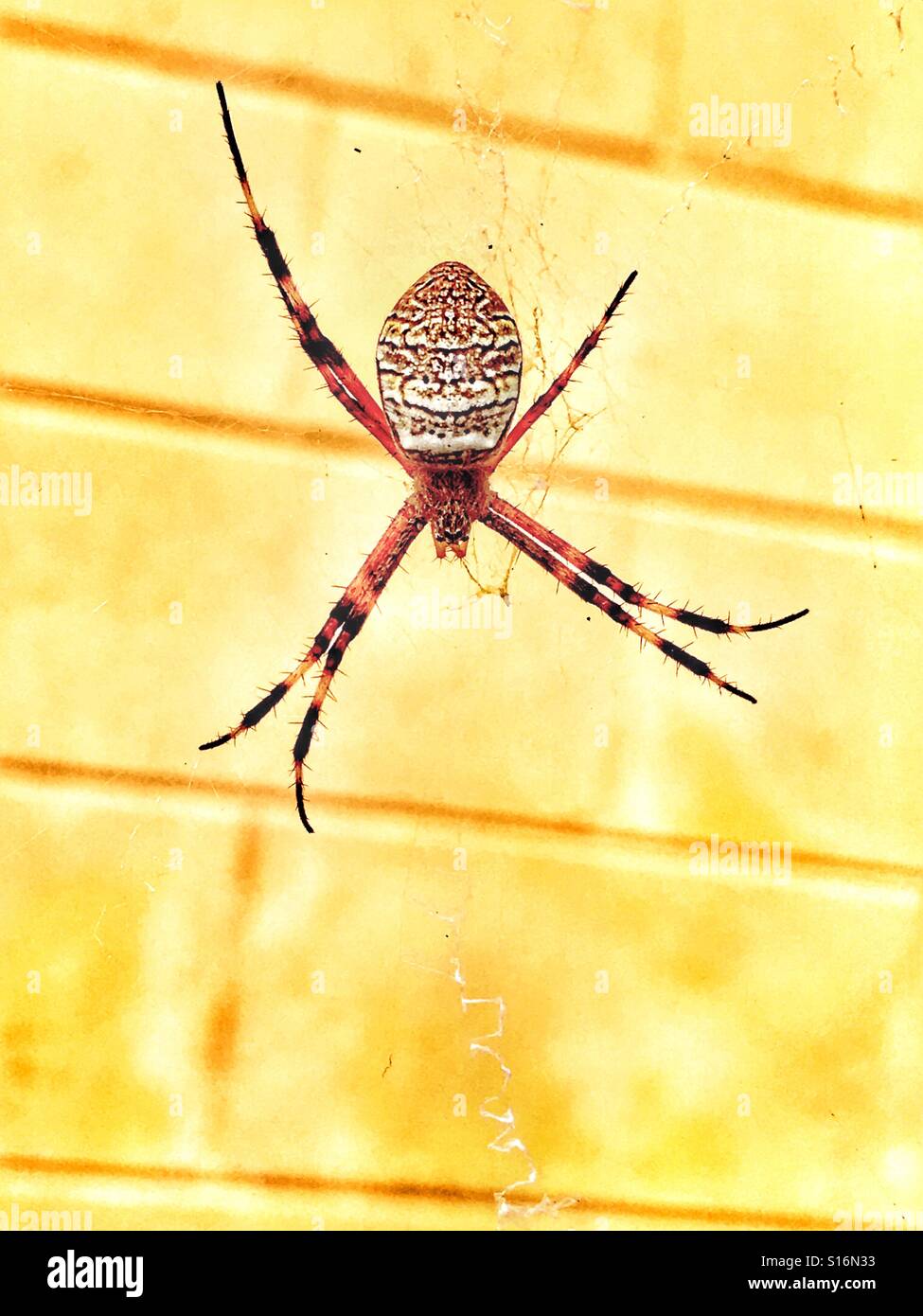 Saint Andrew's Cross Spider. Stockfoto