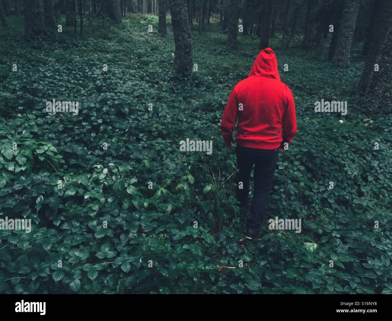 Mann in den Wald Loire-Frankreich - Smartphone-aufgenommenes Stockfoto