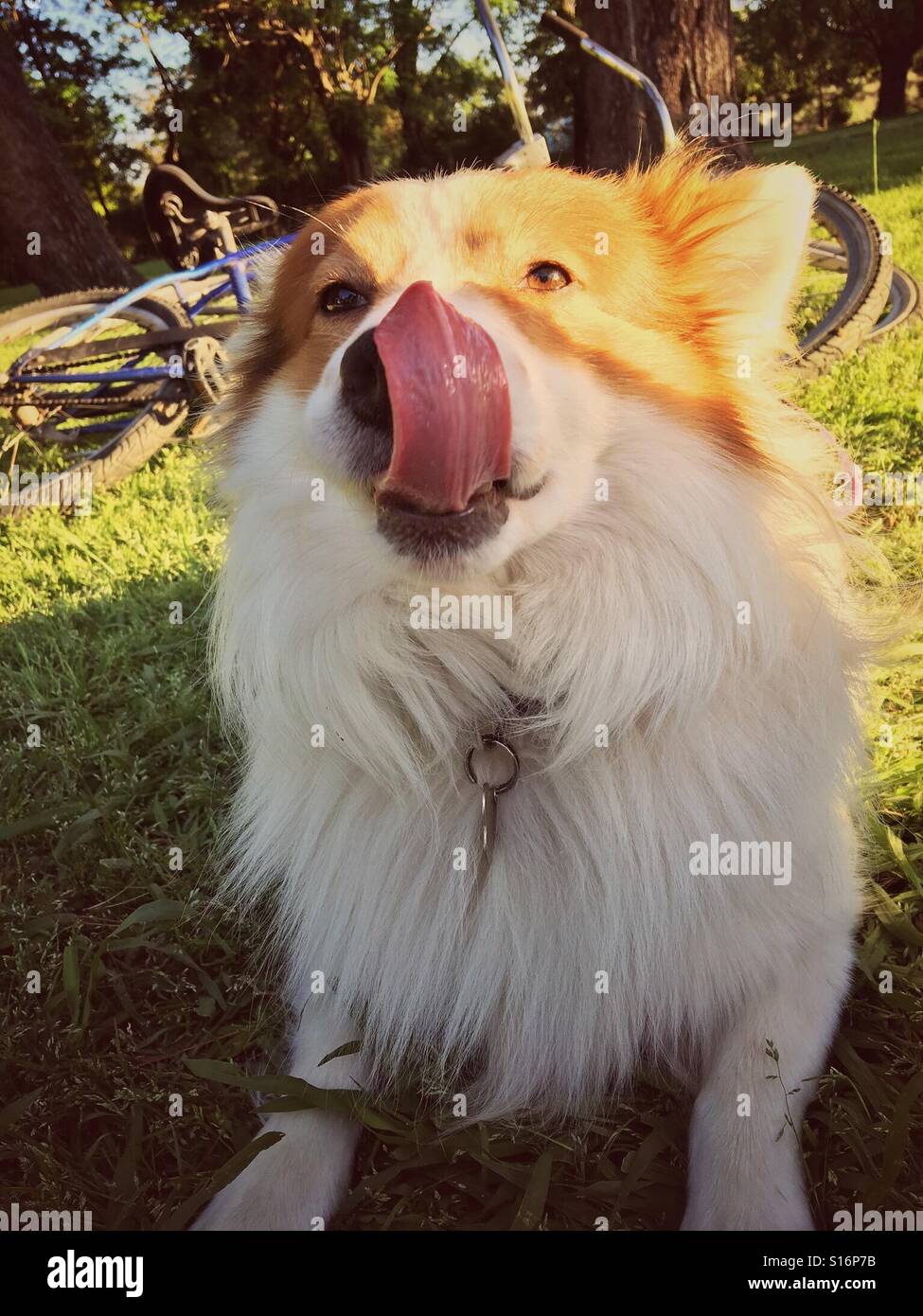 Hund in den Park mit Zunge heraus - Smartphone-aufgenommenes Stockfoto
