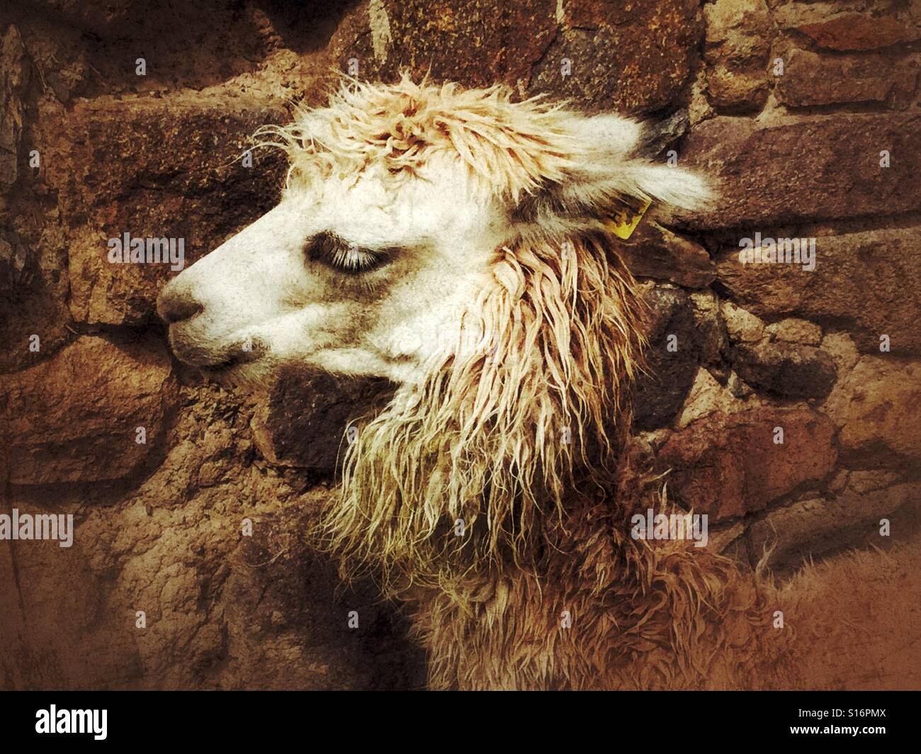 Lama neben alten Inkas Steinmauer in der Nähe von Machu Picchu, Peru - Smartphone-aufgenommenes Stockfoto
