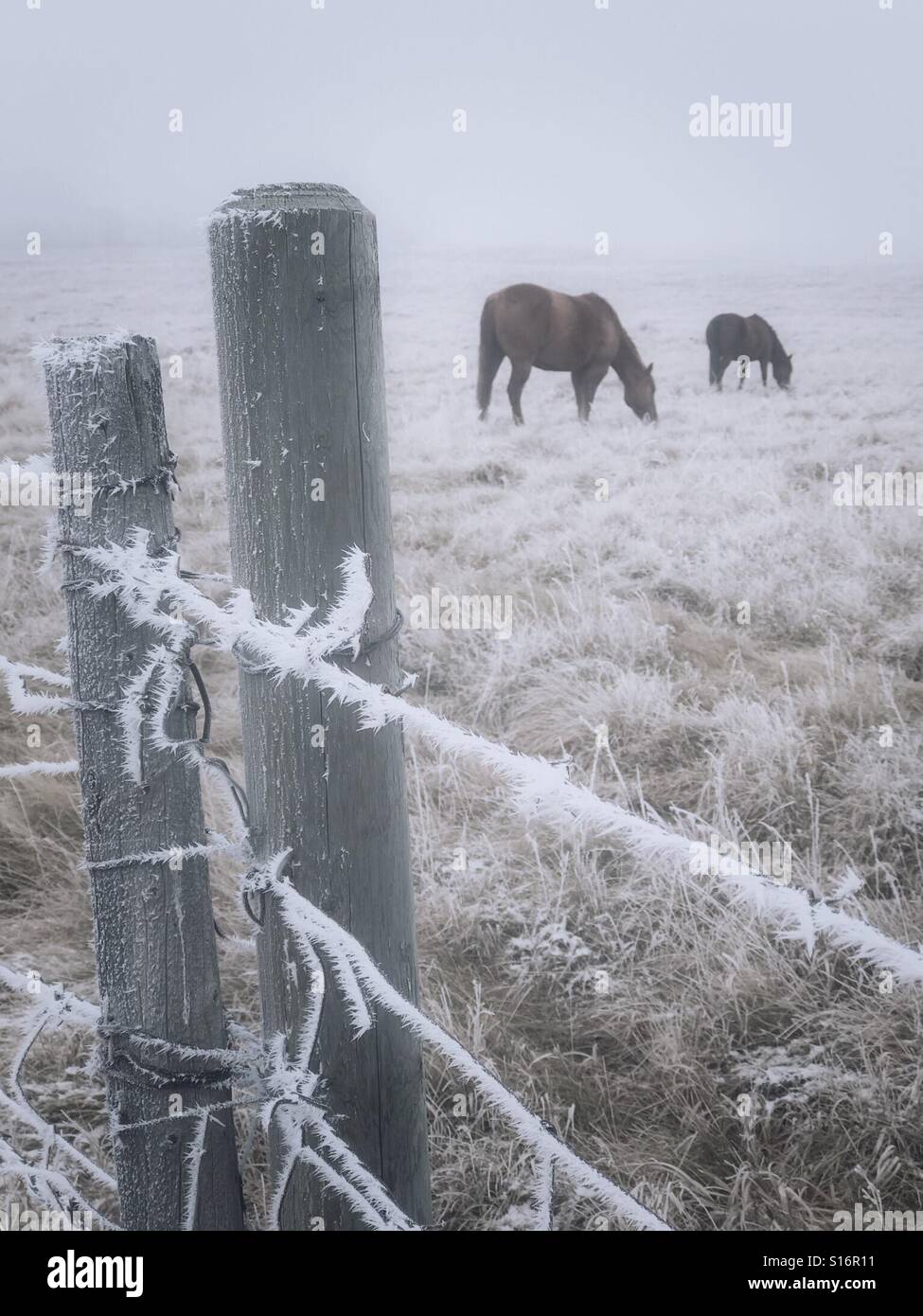 Pferde grasen auf einer nebligen Weide einen hoar Frost beschichteten Stacheldrahtzaun umgeben. - Smartphone-aufgenommenes Stockfoto