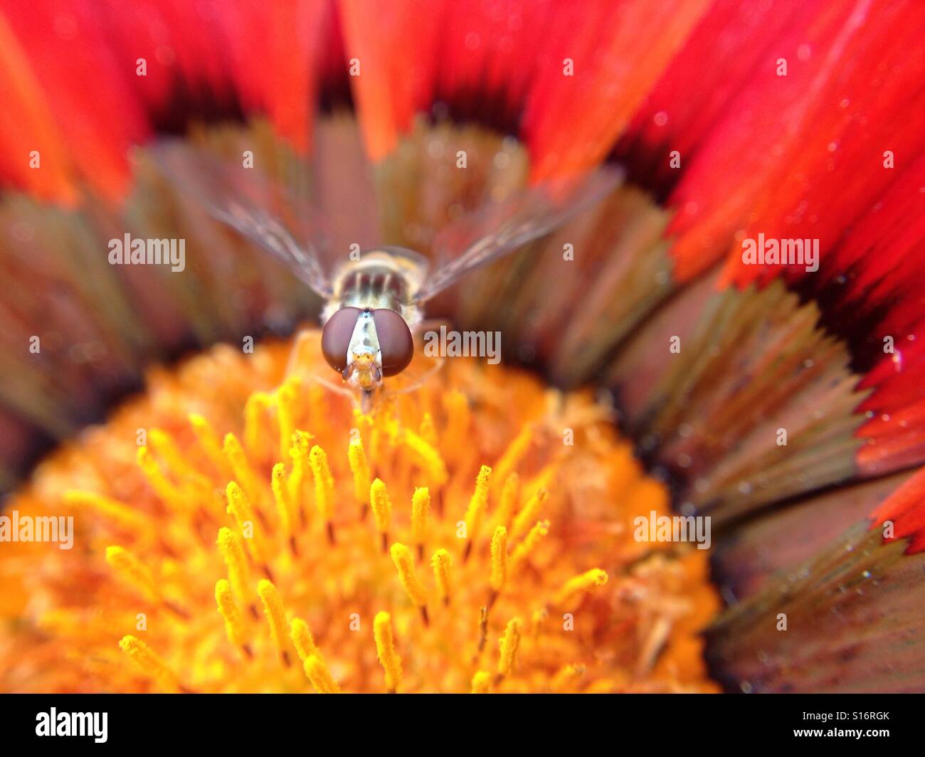 Schwebfliege eine Gazanien bestäuben - Smartphone-aufgenommenes Stockfoto