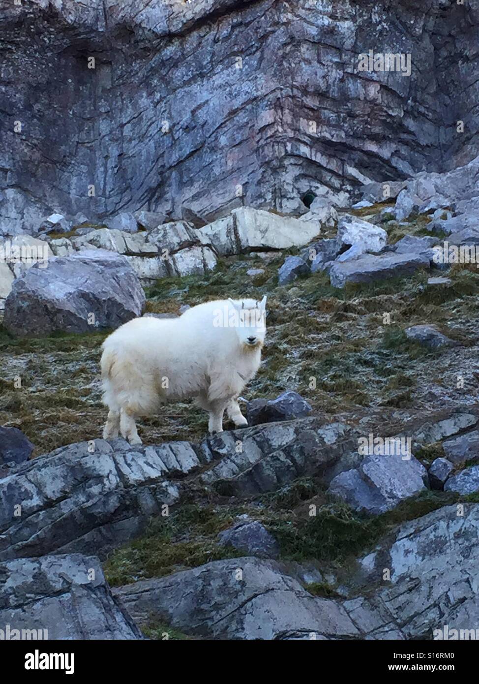 Bergziege in Gefangenschaft - Smartphone-aufgenommenes Stockfoto