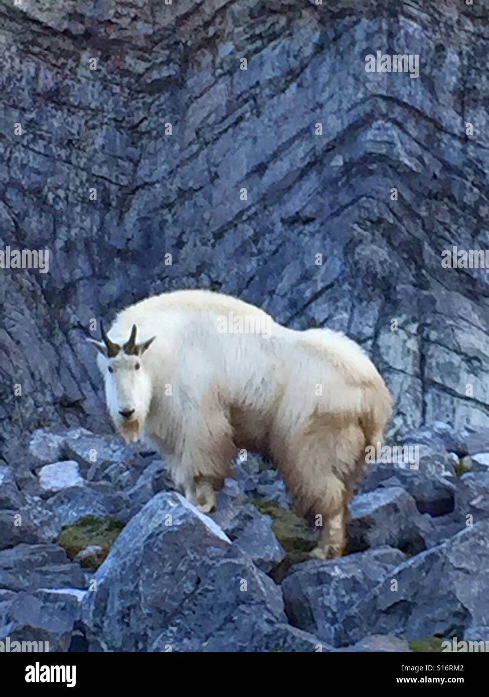 Bergziege in Gefangenschaft - Smartphone-aufgenommenes Stockfoto