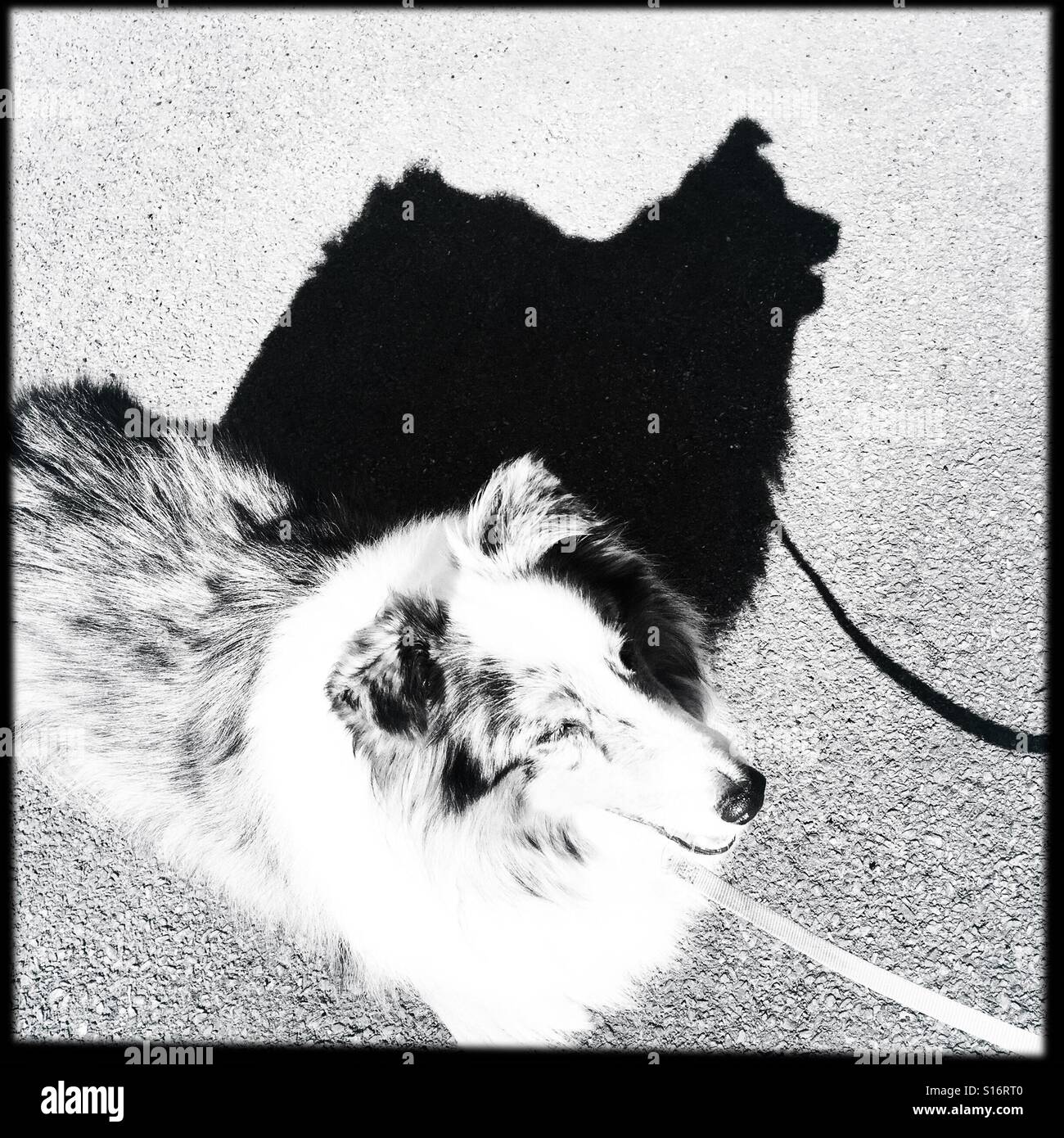 Macht dieser Schatten mich fett aussehen? Stockfoto