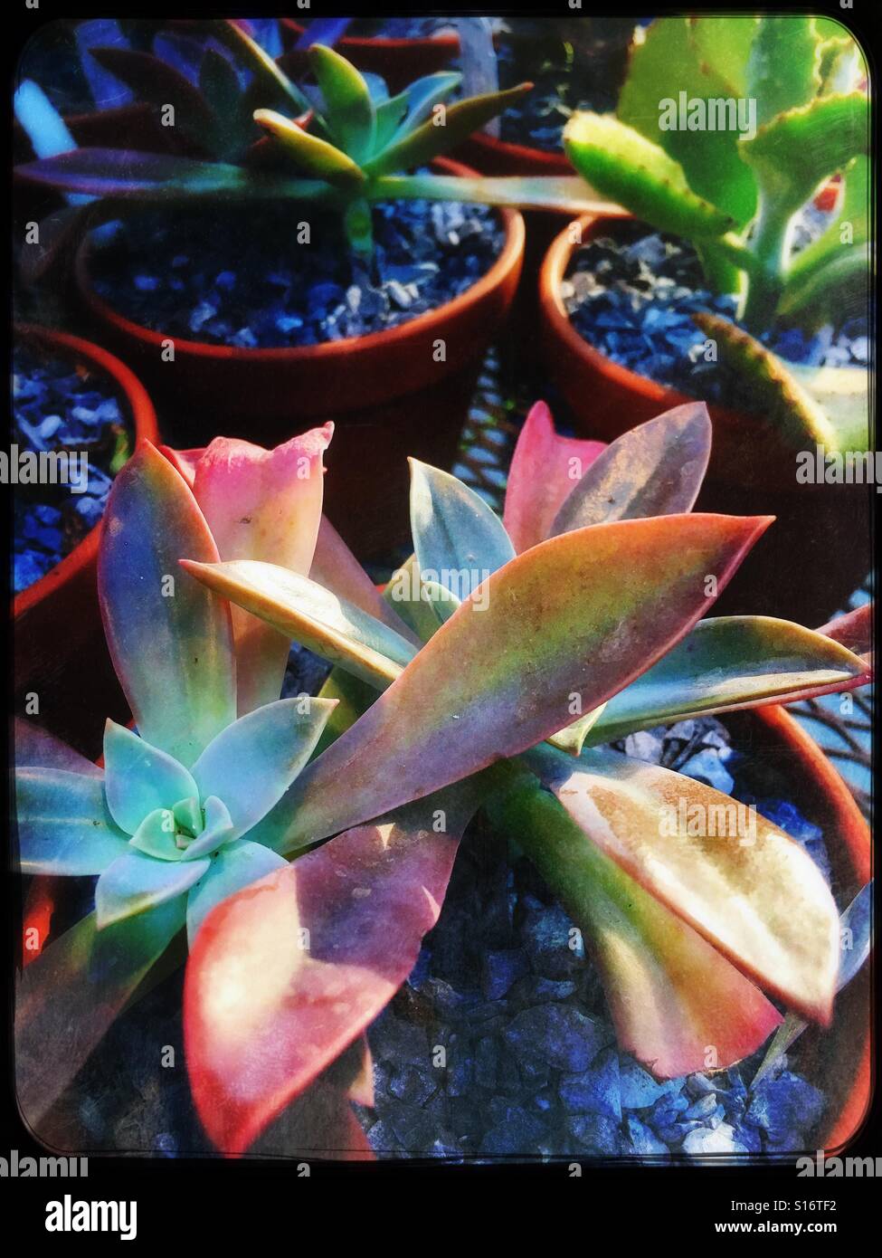 Sukkulenten zum Verkauf - Smartphone-aufgenommenes Stockfoto