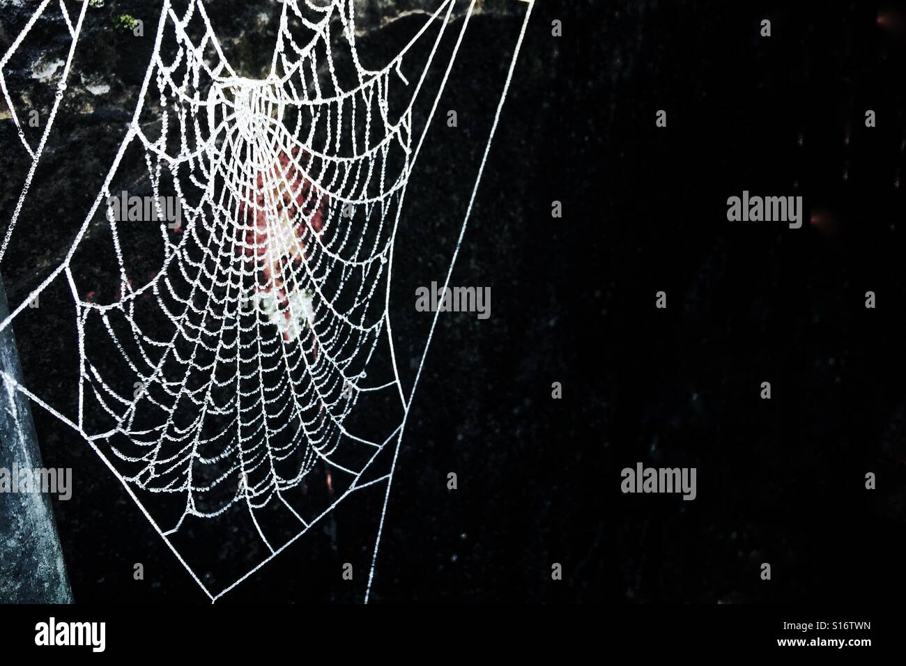 Spinnen-Web auf einem schwarzen Hintergrund an einem frostigen kalten Morgen eingefroren. Stockfoto