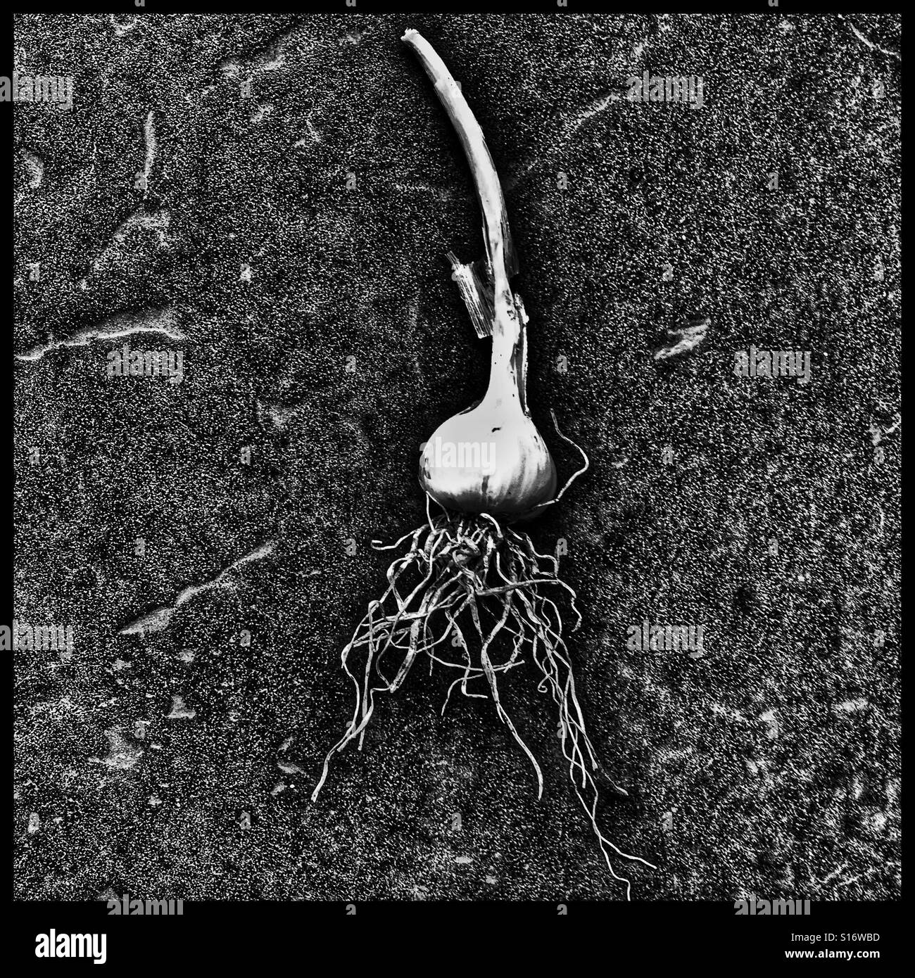 Knoblauch Pflanzen, extremen Einsatz von Filtern. Stockfoto