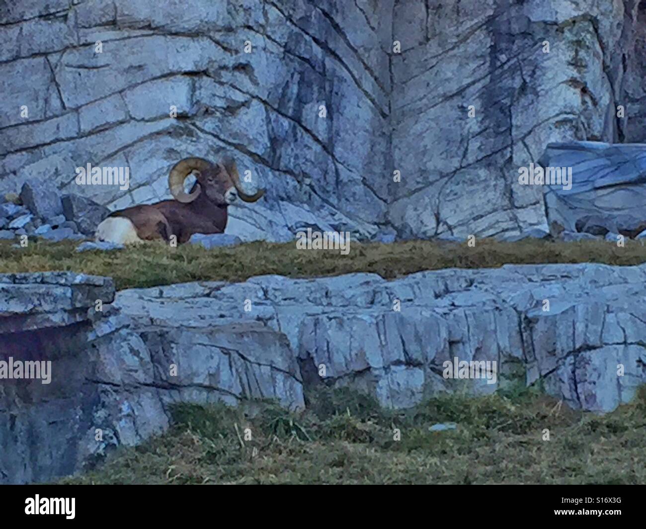 Bighorn Schafe in Gefangenschaft - Smartphone-aufgenommenes Stockfoto