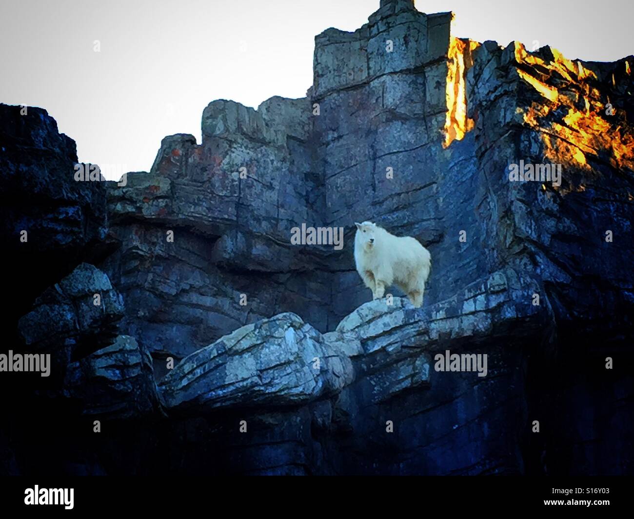 Bergziege in Gefangenschaft - Smartphone-aufgenommenes Stockfoto