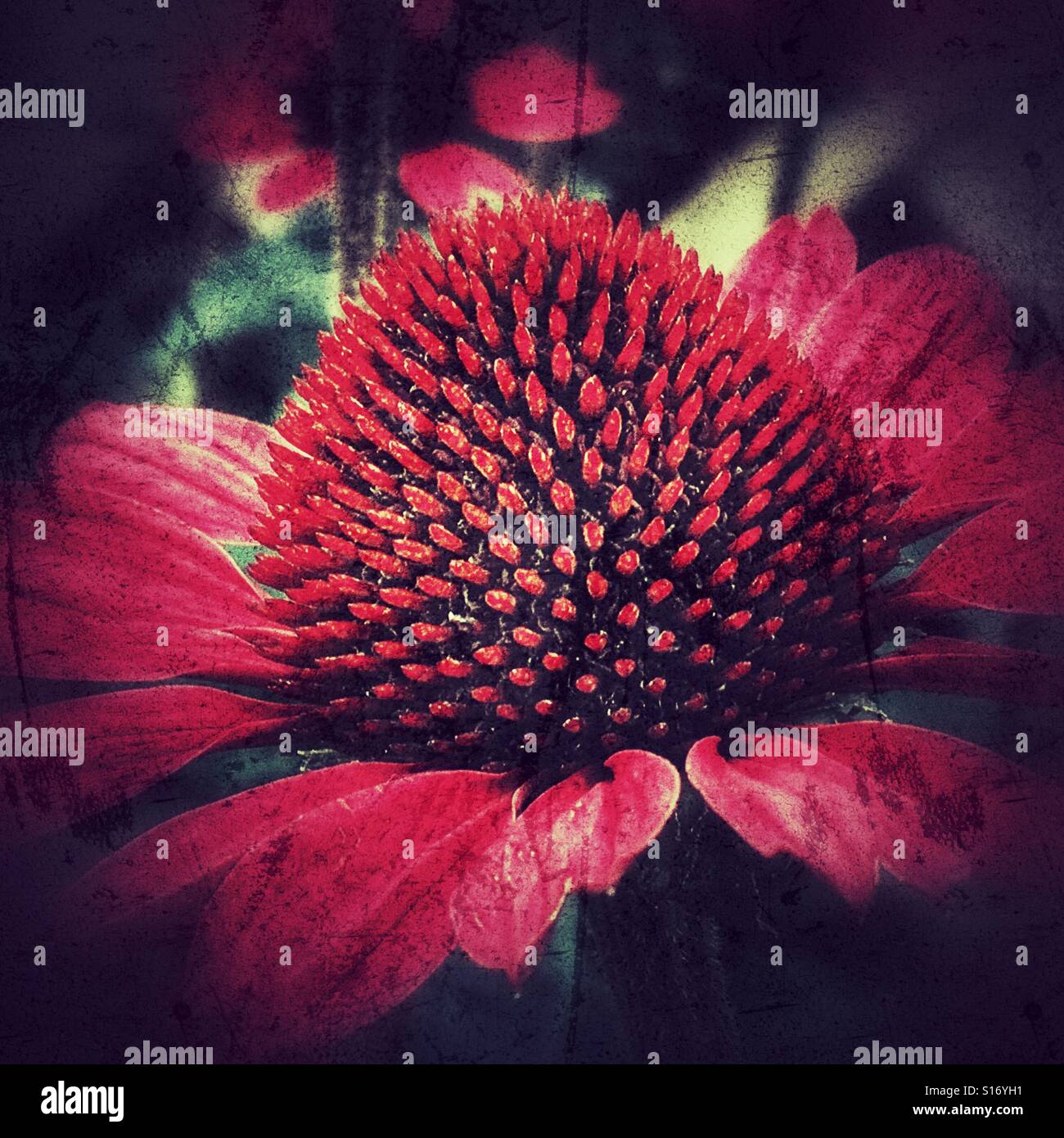 Echinacea Blume - Smartphone-aufgenommenes Stockfoto