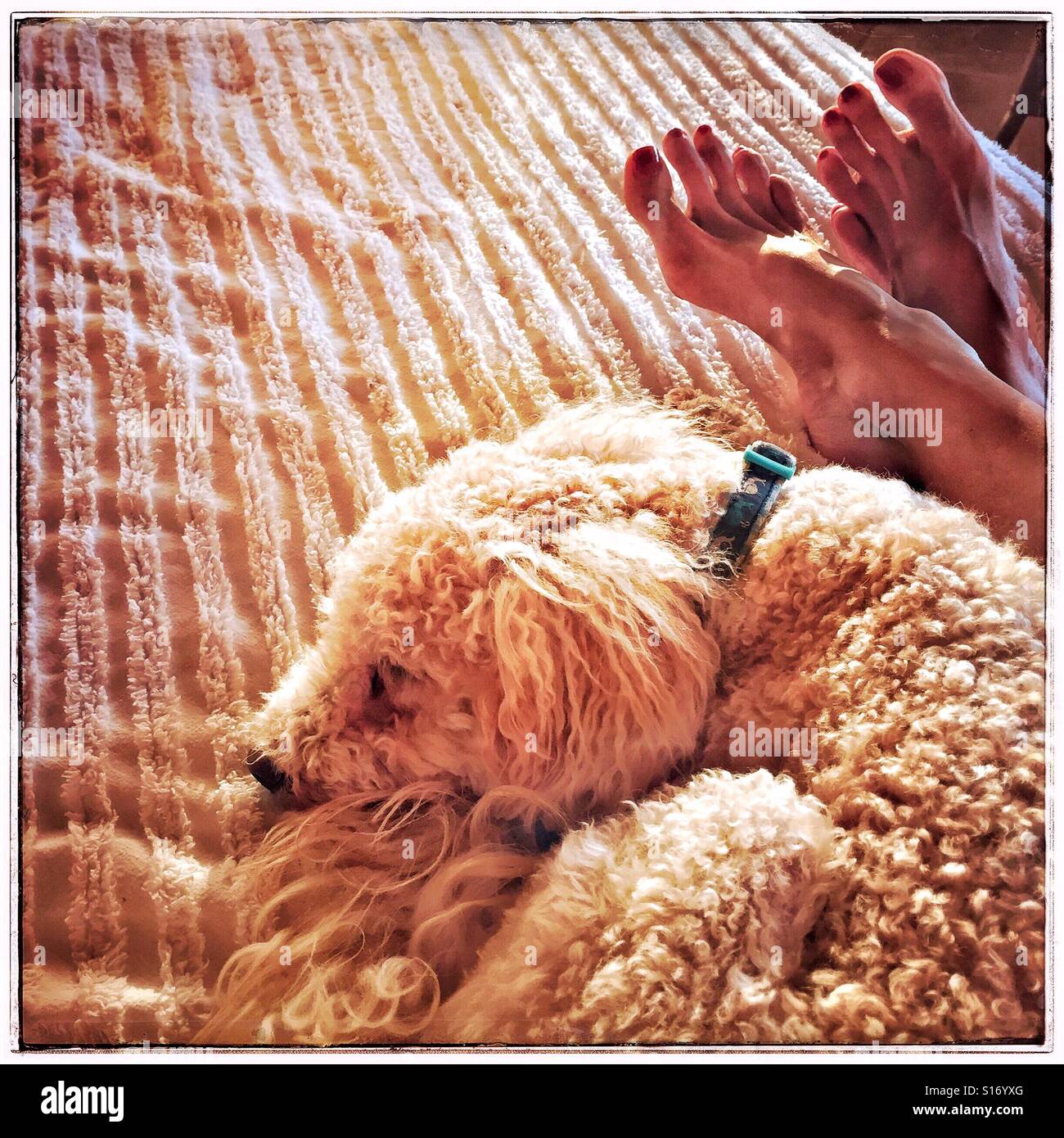 Sonntag ist Ruhetag und am Nachmittag ist die perfekte Zeit für eine Siesta für einen Hund und eine Frau (Fuß sichtbar) dargestellt auf einem Bett entspannen. Stockfoto
